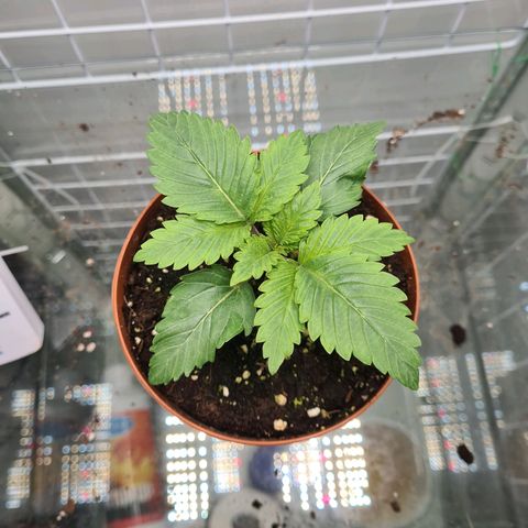 Special queen  growlog timeline photo