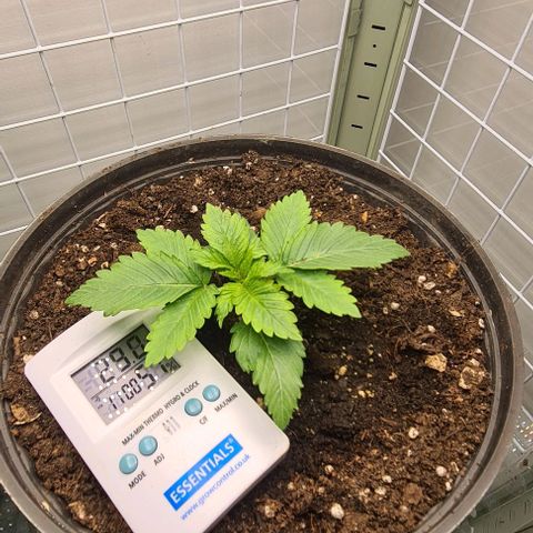 Special queen  growlog timeline photo