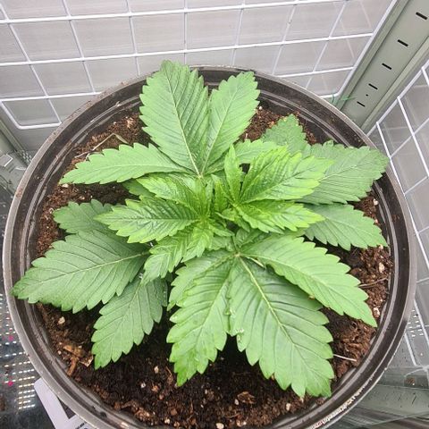 Special queen  growlog timeline photo