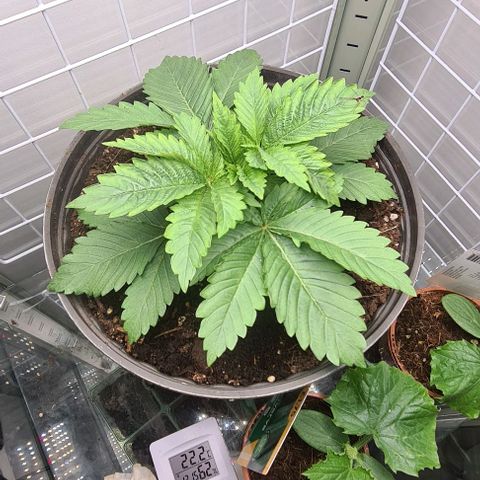 Special queen  growlog timeline photo