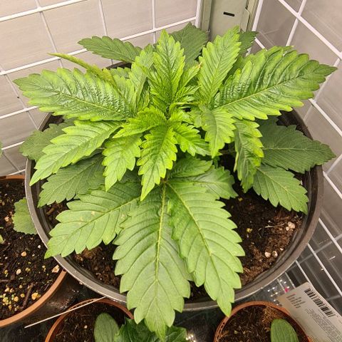 Special queen  growlog timeline photo