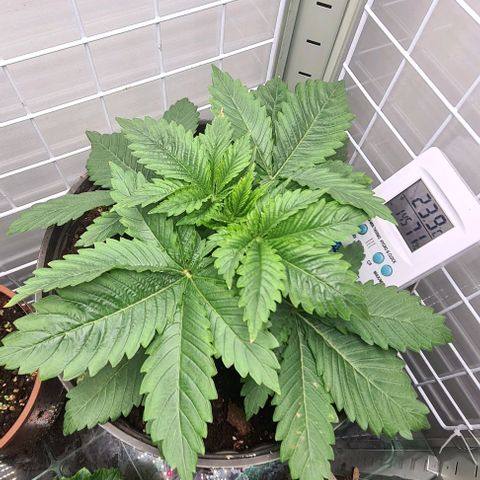 Special queen  growlog timeline photo