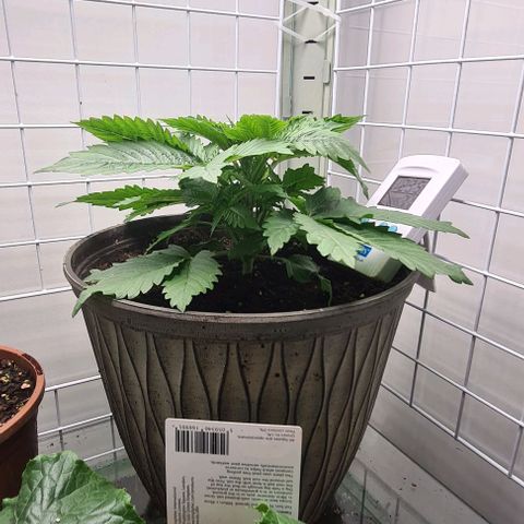 Special queen  growlog timeline photo