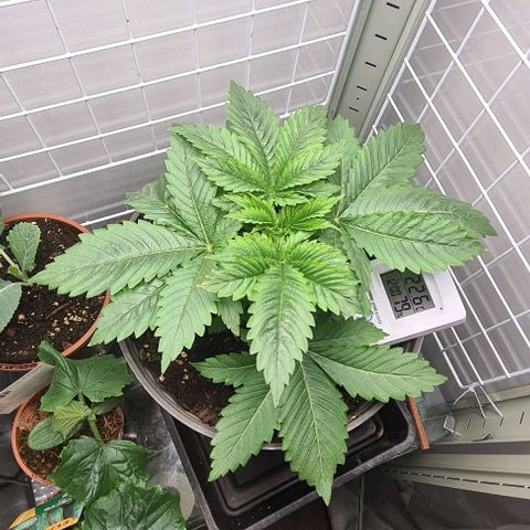 Special queen  growlog timeline photo