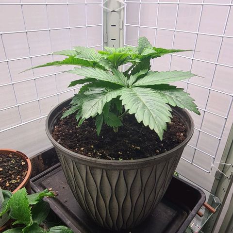 Special queen  growlog timeline photo