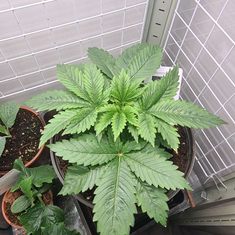 Special queen  growlog timeline photo