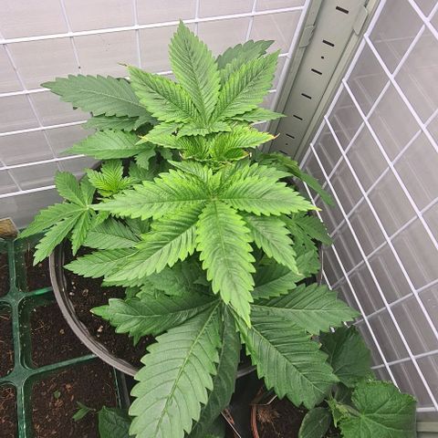 Special queen  growlog timeline photo