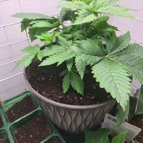 Special queen  growlog timeline photo