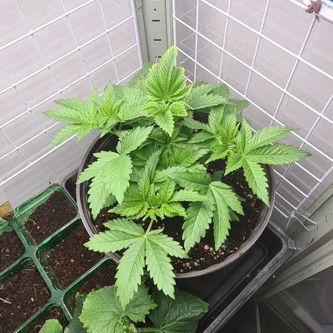 Special queen  growlog timeline photo