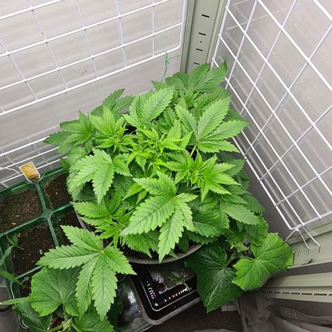 Special queen  growlog timeline photo