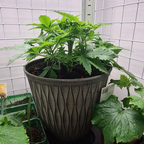 Special queen  growlog timeline photo