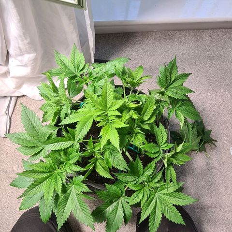 Special queen  growlog timeline photo
