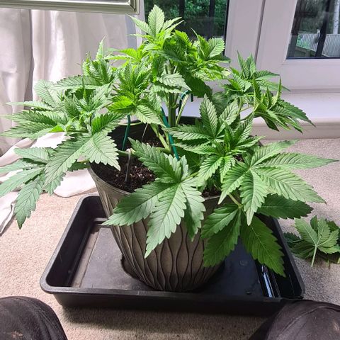Special queen  growlog timeline photo
