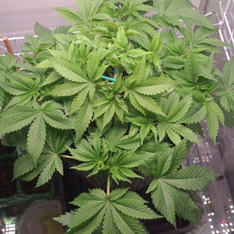 Special queen  growlog photo: Accidentally broke one of the lower branches during LST  I've put it back in place and pinned with garden wire no signs of it dying off yet 