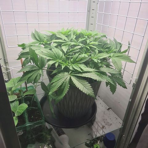 Special queen  growlog timeline photo