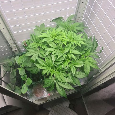Special queen  growlog timeline photo
