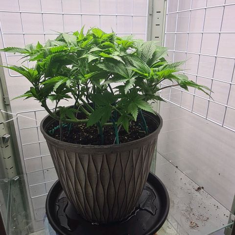 Special queen  growlog timeline photo