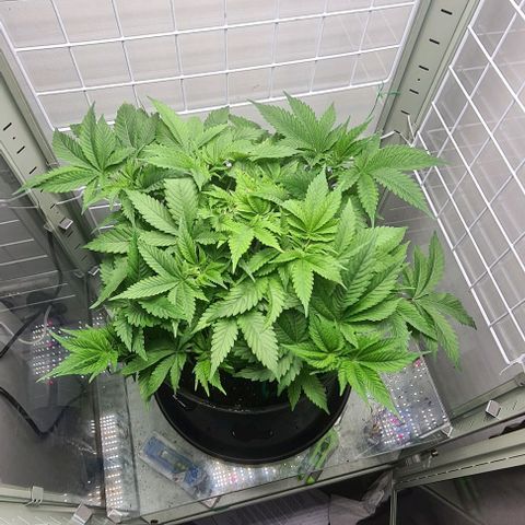 Special queen  growlog timeline photo