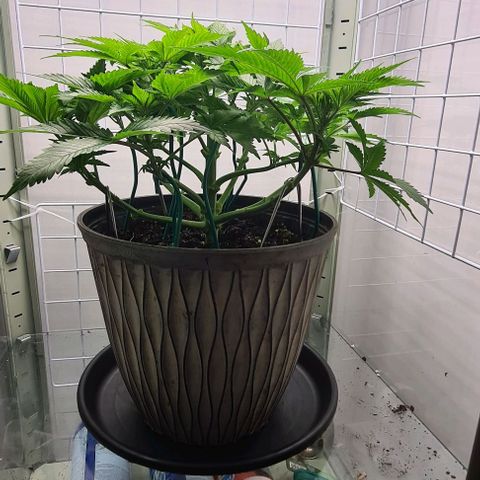 Special queen  growlog timeline photo