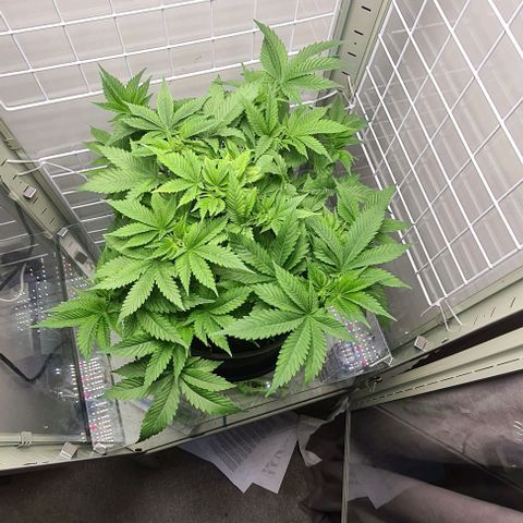 Special queen  growlog timeline photo
