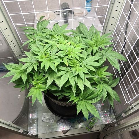 Special queen  growlog timeline photo