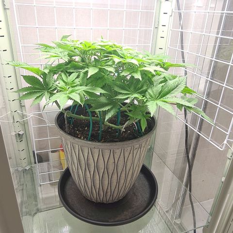 Special queen  growlog timeline photo