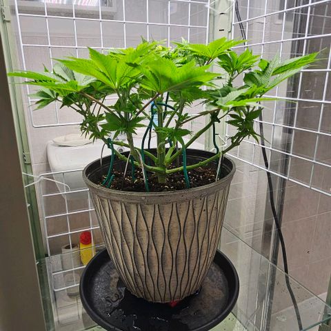 Special queen  growlog timeline photo