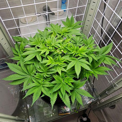Special queen  growlog timeline photo