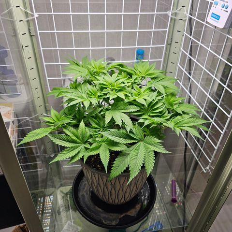 Special queen  growlog timeline photo