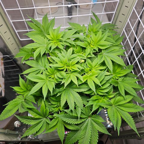 Special queen  growlog timeline photo