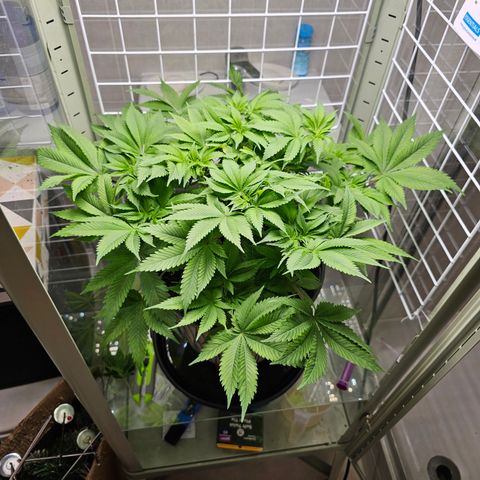 Special queen  growlog timeline photo