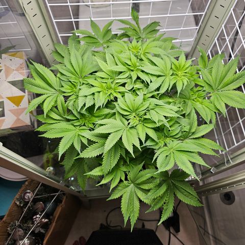 Special queen  growlog timeline photo