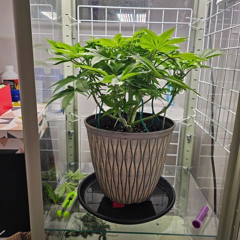 Special queen  growlog timeline photo