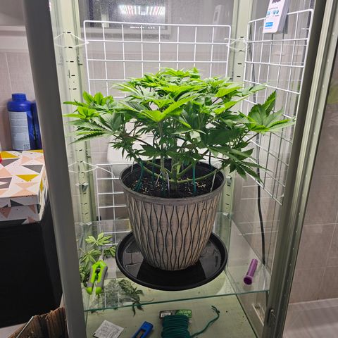 Special queen  growlog timeline photo