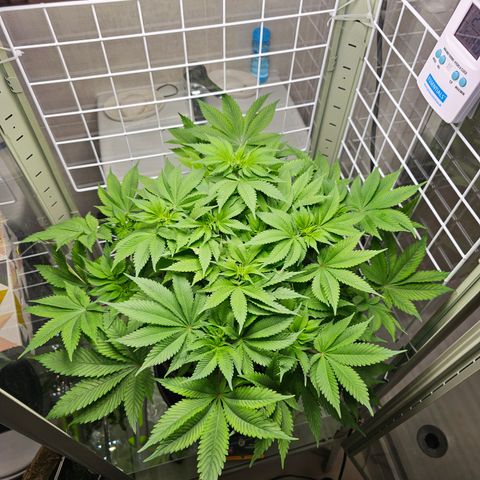 Special queen  growlog timeline photo