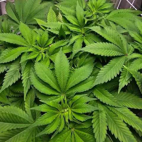 Special queen  growlog timeline photo