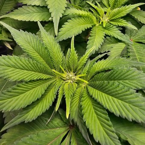 Special queen  growlog timeline photo