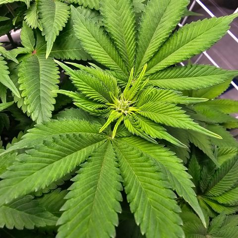 Special queen  growlog timeline photo