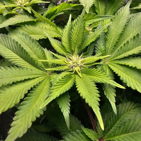 Special queen  growlog timeline photo