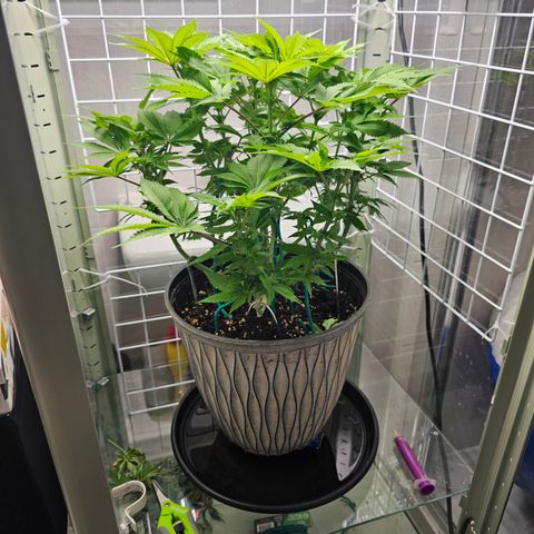 Special queen  growlog timeline photo