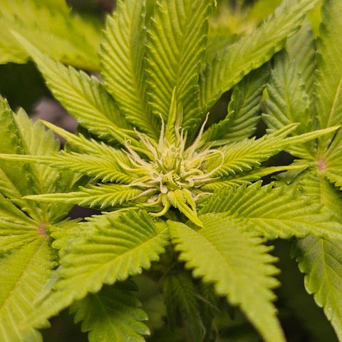 Special queen  growlog timeline photo