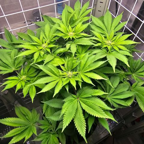 Special queen  growlog timeline photo