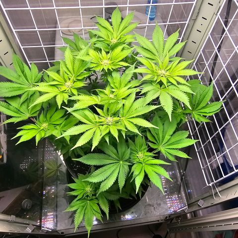 Special queen  growlog timeline photo
