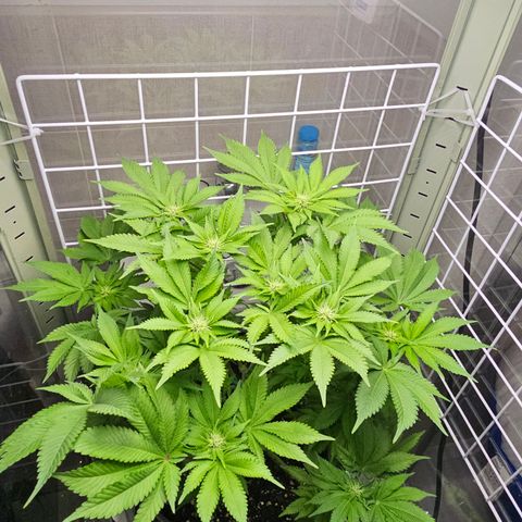 Special queen  growlog timeline photo