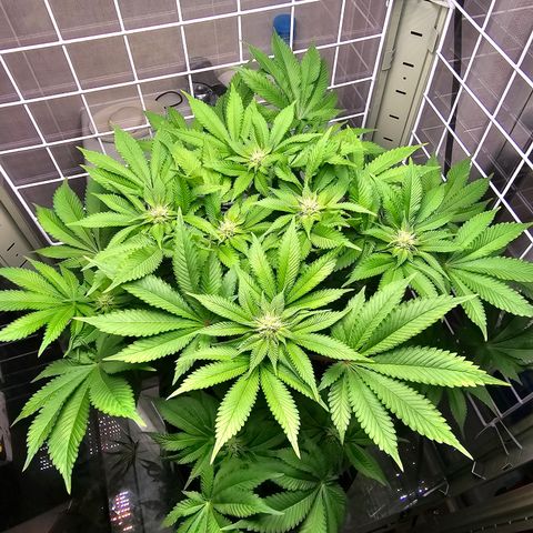 Special queen  growlog timeline photo