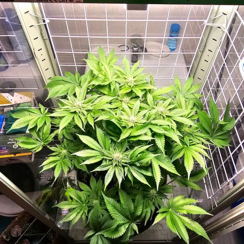 Special queen  growlog timeline photo