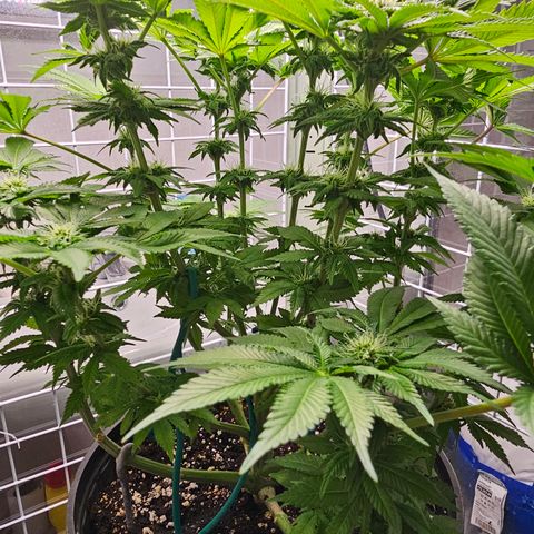 Special queen  growlog timeline photo
