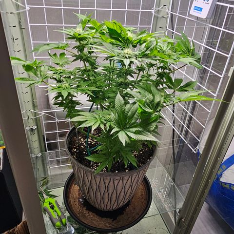 Special queen  growlog timeline photo