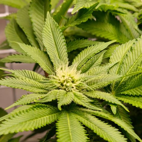 Special queen  growlog timeline photo