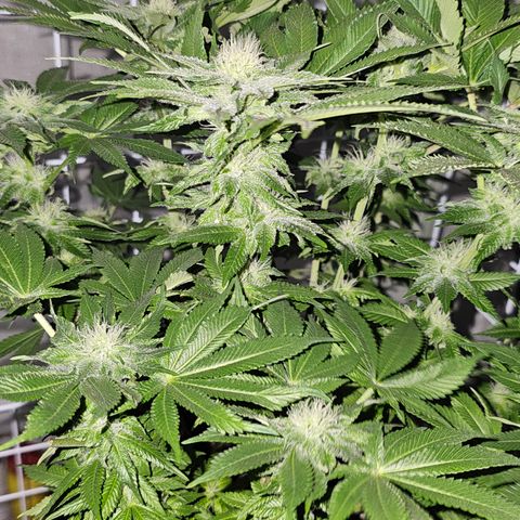 Special queen  growlog timeline photo